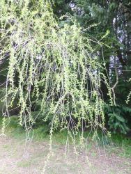 Salix ×pendulina f. pendulina. Catkins and emerging leaves in spring.
 Image: D. Glenny © Landcare Research 2020 CC BY 4.0